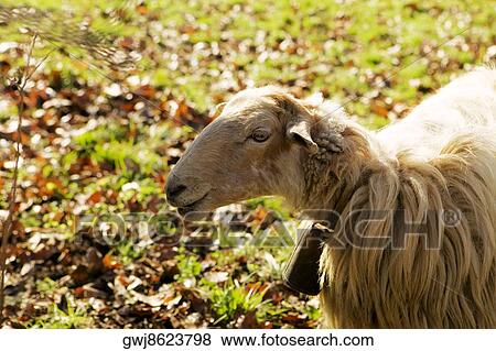 High angle view of a sheep View Large Photo Image Stock Photo - High angle view of a sheep. Fotosearch