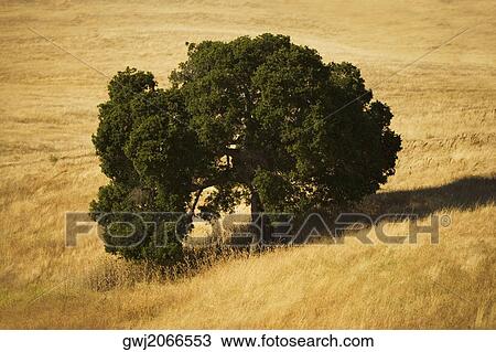 High angle view of a tree in a meadow View Large Photo Image Stock Image - High angle view of a tree in a meadow. Fotosearch