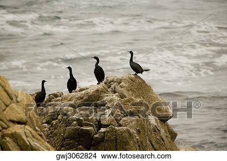 High angle view of birds perching on a rock View Large Photo Image Picture - High angle view of birds perching on a rock. Fotosearch
