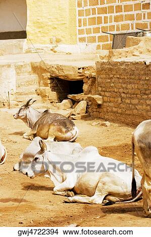 Picture - High angle view of cows on the street, Jaisalmer, Rajasthan, India. Fotosearch