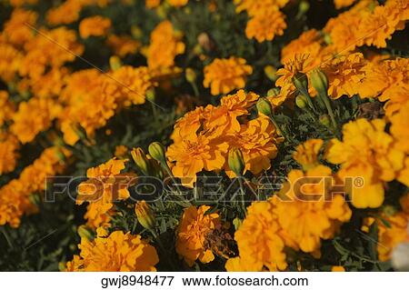 High angle view of marigold flowers View Large Photo Image Stock Photo - High angle view of marigold flowers. Fotosearch