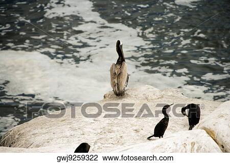 High angle view of pelicans perching on a reef, La Jolla Reefs, San Diego Bay, California, USA View Large Photo Image Stock Image - High angle view of pelicans perching on a reef, La Jolla Reefs, San Diego Bay, California, USA. Fotosearch