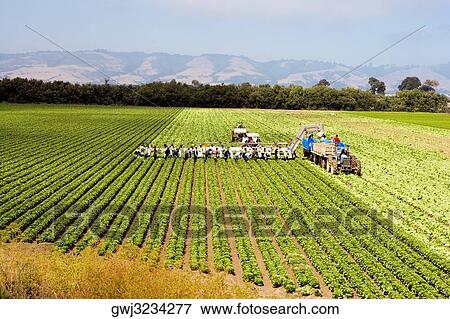 High angle view of people working on a farm, Los Angeles, California, USA View Large Photo Image Stock Photo - High angle view of people working on a farm, Los Angeles, California, USA. Fotosearch