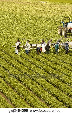 Stock Photograph - High angle view of people working on a farm, Los Angeles, California, USA. Fotosearch