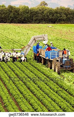 Stock Photograph - High angle view of people working on a farm, Los Angeles, California, USA. Fotosearch