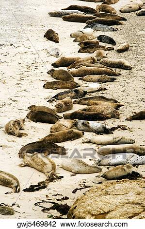 High angle view of seals on the beach, California, USA View Large Photo Image Stock Image - High angle view of seals on the beach, California, USA. Fotosearch
