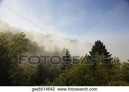High angle view of the fog in the trees, Mt. Tamalpais State Park, California, USA View Large Photo Image Stock Image - High angle view of the fog in the trees, Mt. Tamalpais State Park, California, USA. Fotosearch
