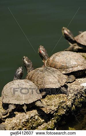 High angle view of turtles on a rock View Large Photo Image Stock Photo - High angle view of turtles on a rock. Fotosearch