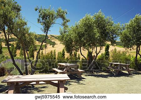 High angle view of wooden picnic benches, Napa Valley, California, USA View Large Photo Image Stock Photography - High angle view of wooden picnic benches, Napa Valley, California, USA. Fotosearch