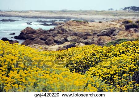 High angle view of yellow wildflowers by the shore View Large Photo Image Stock Image - High angle view of yellow wildflowers by the shore. Fotosearch