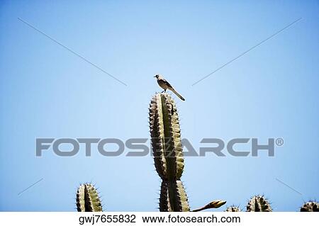 Low angle view of a bird sitting on a cactus plant, San Diego, California, USA View Large Photo Image Stock Image - Low angle view of a bird sitting on a cactus plant, San Diego, California, USA. Fotosearch