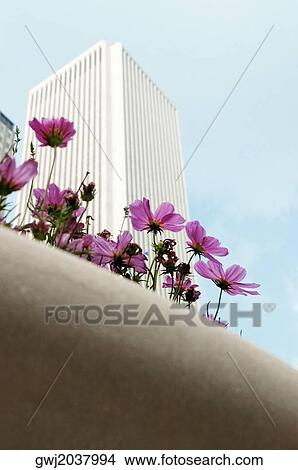 Low angle view of a building, Aon Center, Chicago, Illinois, USA View Large Photo Image Picture - Low angle view of a building, Aon Center, Chicago, Illinois, USA. Fotosearch