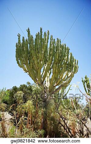Low angle view of a cactus plant, San Diego, California, USA View Large Photo Image Stock Image - Low angle view of a cactus plant, San Diego, California, USA. Fotosearch