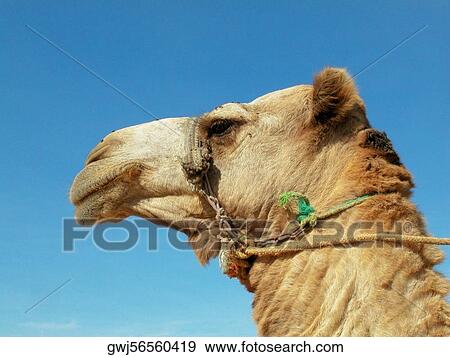 Low angle view of a camel View Large Photo Image Stock Photo - Low angle view of a camel. Fotosearch