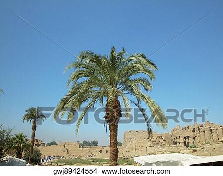Low angle view of a palm tree, Temples Of Karnak, Luxor, Egypt View Large Photo Image Picture - Low angle view of a palm tree, Temples Of Karnak, Luxor, Egypt. Fotosearch