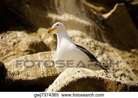 Low angle view of a seagull on a rock, La Jolla, San Diego, California, USA View Large Photo Image Stock Photography - Low angle view of a seagull on a rock, La Jolla, San Diego, California, USA. Fotosearch