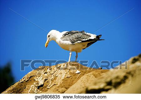 Low angle view of a seagull standing on a rock, La Jolla, San Diego, California, USA View Large Photo Image Stock Photography - Low angle view of a seagull standing on a rock, La Jolla, San Diego, California, USA. Fotosearch