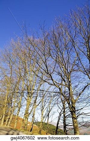 Low angle view of bare trees on hill, Spain View Large Photo Image Stock Image - Low angle view of bare trees on hill, Spain. Fotosearch