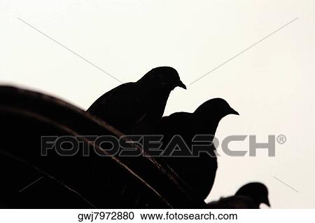 Low angle view of four pigeons on a ledge, Chicago, Illinois, USA View Large Photo Image Stock Image - Low angle view of four pigeons on a ledge, Chicago, Illinois, USA. Fotosearch