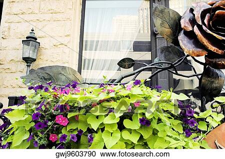 Low angle view of ivy and petunias growing outside a building, Chicago, Illinois, USA View Large Photo Image Stock Image - Low angle view of ivy and petunias growing outside a building, Chicago, Illinois, USA. Fotosearch