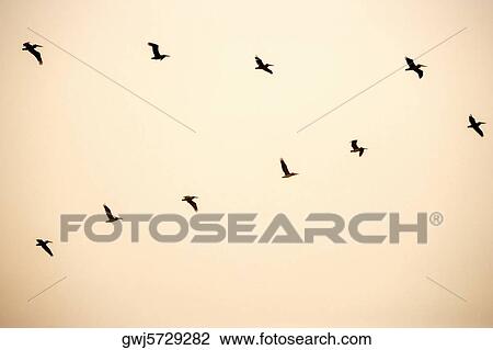 Stock Image - Low angle view of pelicans flying in formation, California, USA. Fotosearch