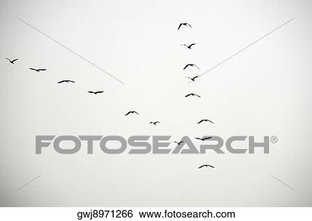 Low angle view of pelicans flying in formation, California, USA View Large Photo Image Stock Photograph - Low angle view of pelicans flying in formation, California, USA. Fotosearch