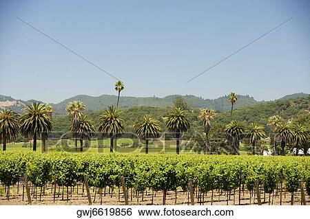 Stock Photograph - Palm trees in a vineyard. Fotosearch