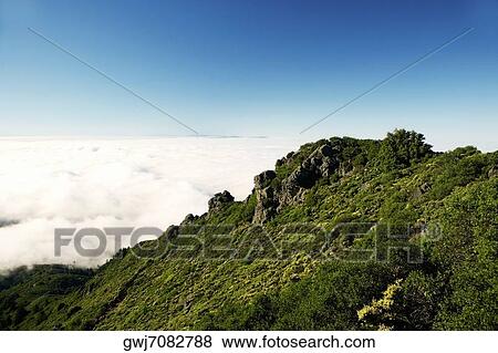 Panoramic view of a mountain, Mt. Tamalpais State Park, California, USA View Large Photo Image Stock Photo - Panoramic view of a mountain, Mt. Tamalpais State Park, California, USA. Fotosearch