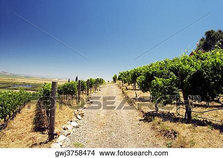 Picture - Panoramic view of a vineyard, Napa Valley, California, USA. Fotosearch
