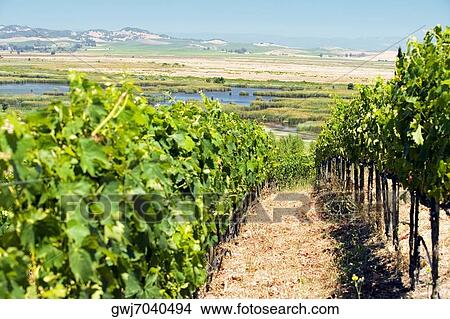 Panoramic view of a vineyard, Napa Valley, California, USA View Large Photo Image Picture - Panoramic view of a vineyard, Napa Valley, California, USA. Fotosearch