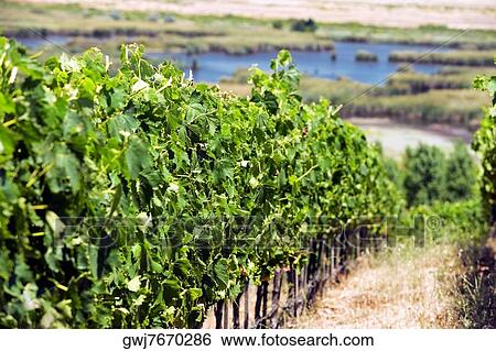 Panoramic view of a vineyard, Napa Valley, California, USA View Large Photo Image Stock Photograph - Panoramic view of a vineyard, Napa Valley, California, USA. Fotosearch