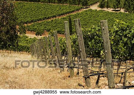 Panoramic view of a vineyard, Napa Valley, California, USA View Large Photo Image Stock Photography - Panoramic view of a vineyard, Napa Valley, California, USA. Fotosearch
