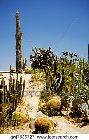 Panoramic view of an array of cactus plants, San Diego, California, USA View Large Photo Image Stock Photo - Panoramic view of an array of cactus plants, San Diego, California, USA. Fotosearch
