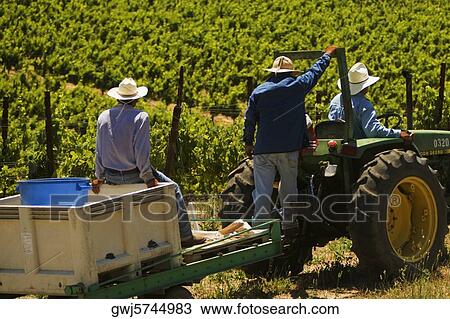 Rear view of three farmers on a tractor View Large Photo Image Stock Image - Rear view of three farmers on a tractor. Fotosearch