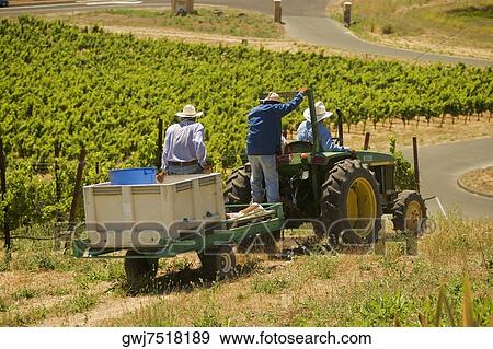 Stock Photo - Rear view of three farmers on a tractor. Fotosearch