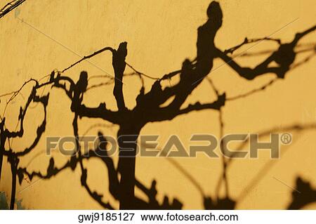 Stock Photo - Shadow of a tree on a wall, Spain. Fotosearch