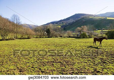 Stock Image - Side profile of a horse on a meadow, Spain. Fotosearch