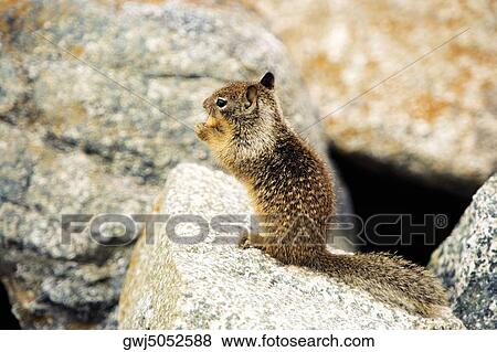 Side profile of a squirrel, California, USA View Large Photo Image Stock Photo - Side profile of a squirrel, California, USA. Fotosearch