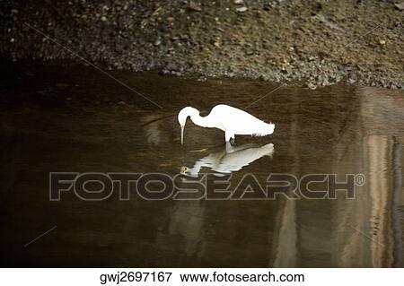 Side profile of an egret standing in water, California, USA View Large Photo Image Stock Photo - Side profile of an egret standing in water, California, USA. Fotosearch