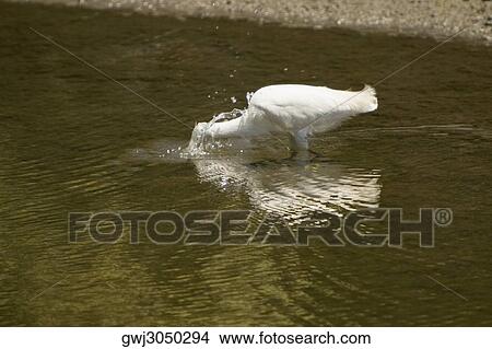 Side profile of an egret walking in water View Large Photo Image Picture - Side profile of an egret walking in water. Fotosearch