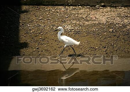 Side profile of an egret walking in water, California, USA View Large Photo Image Stock Image - Side profile of an egret walking in water, California, USA. Fotosearch