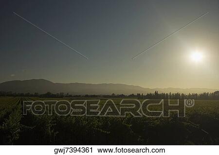 Silhouette of a vineyard at twilight View Large Photo Image Stock Image - Silhouette of a vineyard at twilight. Fotosearch