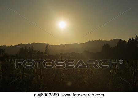 Silhouette of a vineyard at twilight View Large Photo Image Stock Photo - Silhouette of a vineyard at twilight. Fotosearch