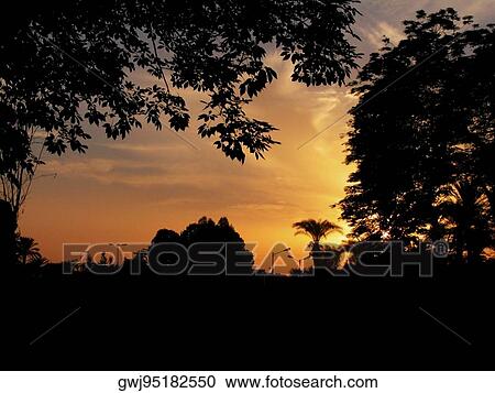 Silhouette of trees at dusk View Large Photo Image Stock Image - Silhouette of trees at dusk. Fotosearch
