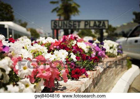 Sunset Plaza Sign erected in a flower bed, Los Angeles, California, USA View Large Photo Image Stock Photograph - Sunset Plaza Sign erected in a flower bed, Los Angeles, California, USA. Fotosearch