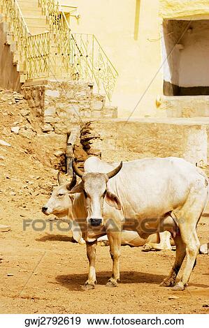 Two cows on the street, Jaisalmer, Rajasthan, India View Large Photo Image Stock Photo - Two cows on the street, Jaisalmer, Rajasthan, India. Fotosearch