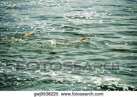 Two people swimming at the La Jolla Reefs, San Diego Bay, California, USA View Large Photo Image Stock Photography - Two people swimming at the La Jolla Reefs, San Diego Bay, California, USA. Fotosearch