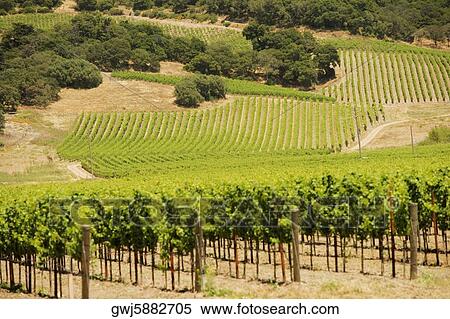 Vineyard in a rolling landscape View Large Photo Image Stock Photography - Vineyard in a rolling landscape. Fotosearch
