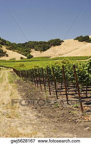 Vineyard on a landscape View Large Photo Image Stock Photo - Vineyard on a landscape. Fotosearch
