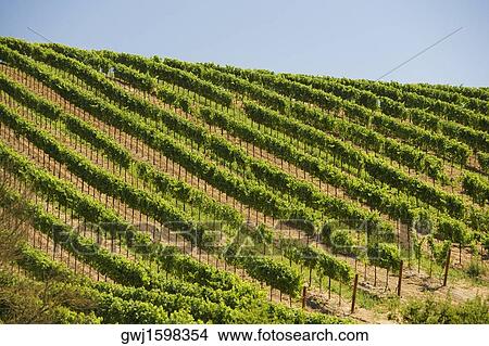 Vineyard on a rolling landscape View Large Photo Image Picture - Vineyard on a rolling landscape. Fotosearch